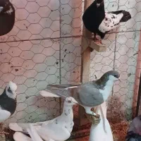 ۱۵۰|پرنده|شیراز, شهرک مهدیآباد|دیوار