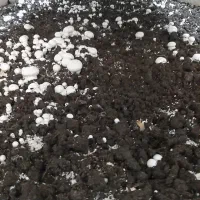 کمپوست قارچ دکمه ای