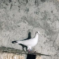 کبوتر|پرنده|گالیکش, |دیوار