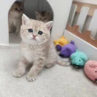 گربه نژاددار