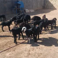 گوسفند شیشک همگی بره دار|حیوانات مزرعه|قزوین, |دیوار