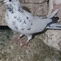 ۴عدد طوقی|پرنده|اردبیل, |دیوار