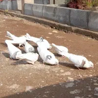 کبوتر طوقی وتارانی