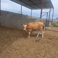 گوساله ماده و تلیسه