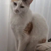 گربه خانگی dsh با شناسنامه
