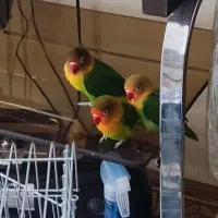 سه عدد کوتوله برزیلی با قفس