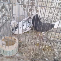 یک  جفت کفتر