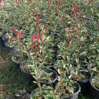 فوتونیا|گل و گیاه طبیعی|کلاچای, |دیوار