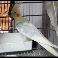 عروس هلندی لوتینو دوکت گمشده در نسیم شهر|حیوانات|نسیمشهر, |دیوار