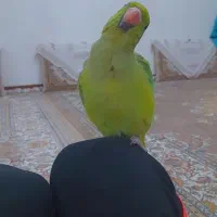 ملنگو ماده /ملنگو /طوطی /پرنده|پرنده|کوهبنان, |دیوار