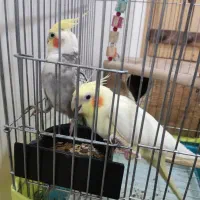 عروس هلندی سخنگو