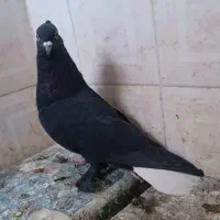 کفتر کبوتر نر|پرنده|کرمان, |دیوار