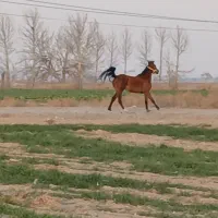 مادیون عرب   شناسنام دار قدبلند قلم سفید|اسب و تجهیزات اسب‌سواری|جوادآباد, |دیوار