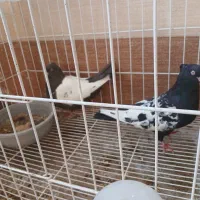 کبوتر بهبهونی|پرنده|برازجان, |دیوار