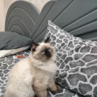 گربه پرشین و هیمالین