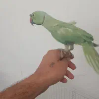 طوطی ملنگو نر