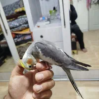 عروس هلندی .برزیلی|پرنده|کرمانشاه, |دیوار