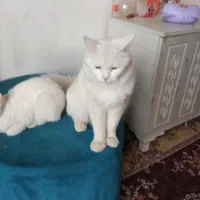 گربه سفیدقشنگ