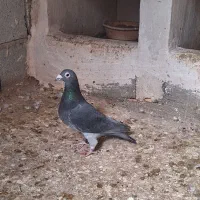 باسلام۴عددمادهمسافتی