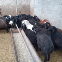 بره بره|حیوانات مزرعه|جوادآباد, |دیوار