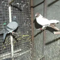 دوتاکفتر بوم پرشی