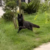 سگ ژرمن بلک|سگ|آستانه اشرفیه, |دیوار