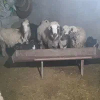 خرید فروش دام