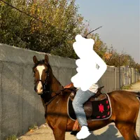 اسب نریون ۵ساله