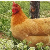 فروش مرغ تخم گذار