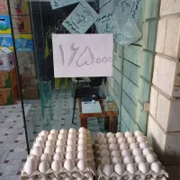 فروش تخم مرغ به قیمت عمده شانه ای165|عمدهفروشی|هشتگرد, شهرک ولیعصر (مصلی)|دیوار