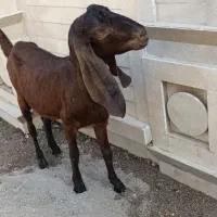 بز آبستن کلک|حیوانات مزرعه|گنبد کاووس, |دیوار