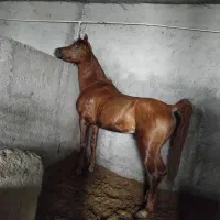 اسب نریان اصل عرب