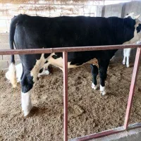 دو راس گوساله سیمینتال|حیوانات مزرعه|کازرون, |دیوار