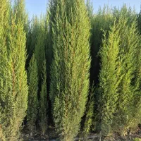 نهالستان رحمان نوری|خدمات باغبانی و درختکاری|خفر, |دیوار