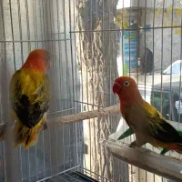 قناری جفت شده و کوتوله جفت رنگهای خاص|پرنده|مشهد, شهید آوینی|دیوار