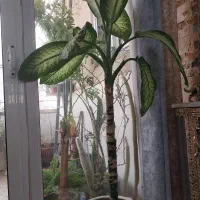 دیفن باخیایوکاوسانسوریاپتوس انجیری گندمی نازکاکتوس