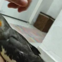 جوجه عروس هلندی|پرنده|رشت, کوی مهر|دیوار