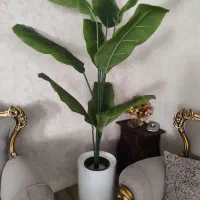 درختچه موز