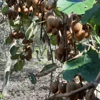 کیوی|عمده‌فروشی|آستانه اشرفیه, |دیوار