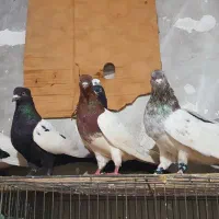 کفتر