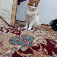 گربه|گربه|مراغه, |دیوار