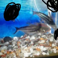 یک جفت ماهی پنگوسی|ماهی|خرم‌آباد, |دیوار