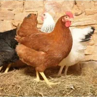 فروش مرغ محلی تخم گذار
