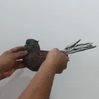تعدادی کفتر|پرنده|اردکان, |دیوار