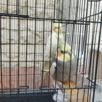 یک جفت عروس کار داده|پرنده|مشهد, کوشش|دیوار