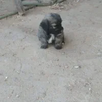 توله شتیزو|سگ|تربت جام, معدآباد|دیوار