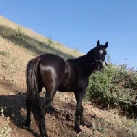 اسب مشکی