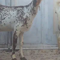 بره قوچ نره بز نقشی بز شیر مخصوص درخونه|حیوانات مزرعه|بندرعباس, |دیوار