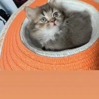 توله گربه نژاددار|گربه|شیراز, تندگویان|دیوار