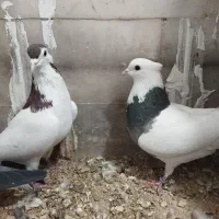 جفت رنگه آس پاک|پرنده|بیرجند, |دیوار